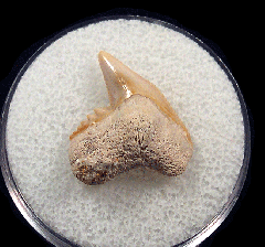 Galeocerdo aduncus  -  BV