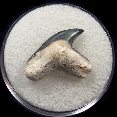 Galeocerdo aduncus tooth | Buried Treasure Fossils