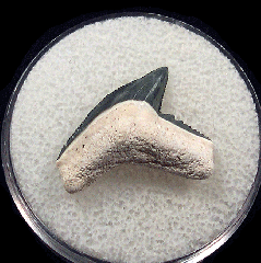Galeocerdo aduncus  -  BV