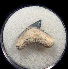 Florida Galeocerdo aduncus tooth | Buried Treasure Fossils