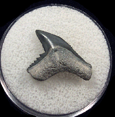 Galeocerdo aduncus  -  BV
