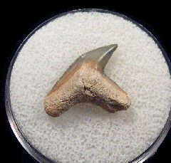 Galeocerdo aduncus  -  BV