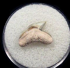 Galeocerdo aduncus  -  BV