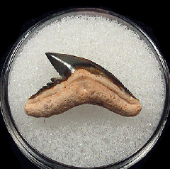 Galeocerdo aduncus  -  BV