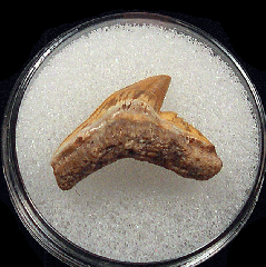 Galeocerdo aduncus  -  BV