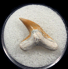 Florida Physogaleus contortus tooth | Buried Treasure Fossils