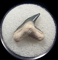 Physogaleus contortus tooth | Buried Treasure Fossils