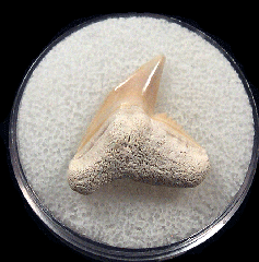 Colorful Bone Valley Physogaleus contortus tooth for sale | Buried Treasure Fossil