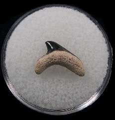 Alopias superciliosus shark tooth - Bone Valley | Buried Treasure Fossils