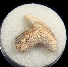 Galeocerdo cuvier  -  BV