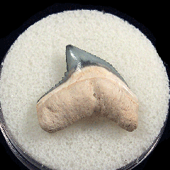 Galeocerdo cuvier  -  BV