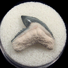 Tiger shark tooth for sale | Buried Treasure Fossils