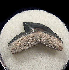 Florida Tiger shark tooth for sale | Buried Treasure Fossils