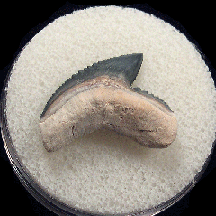 Galeocerdo cuvier  -  BV