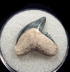 Galeocerdo cuvier  -  BV