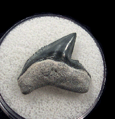Galeocerdo cuvier  -  BV