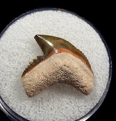 Galeocerdo cuvier  -  BV