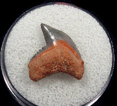 Galeocerdo cuvier  -  BV