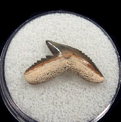 Extra Large Bone Valley Tiger shark tooth for sale | Buried Treasure Fossils