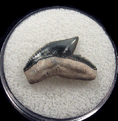 Colorful Tiger shark tooth for sale | Buried Treasure Fossils