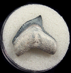 Colorful Galeocerdo mayumbensis tooth for sale | Buried Treasure Fossils