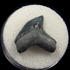 Bone Valley Galeocerdo mayumbensis shark tooth | Buried Treasure Fossils