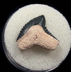 Colorful Galeocerdo mayumbensis tooth for sale | Buried Treasure Fossils