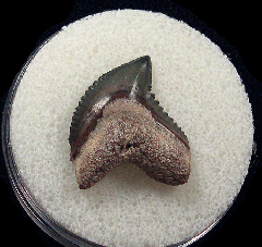 Colorful Galeocerdo mayumbensis tooth for sale | Buried Treasure Fossils
