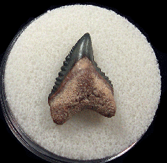 Extra Large Bone Valley Galeocerdo mayumbensis tooth for sale | Buried Treasure Fossils