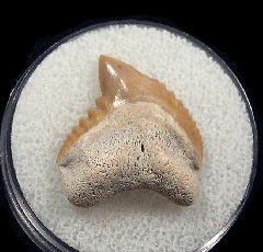 Colorful Galeocerdo mayumbensis tooth for sale | Buried Treasure Fossils