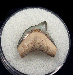 Colorful Galeocerdo mayumbensis tooth for sale | Buried Treasure Fossils