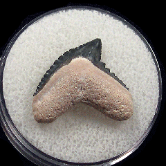 Galeocerdo mayumbensis Tiger shark tooth for sale | Buried Treasure Fossils