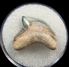 Colorful Galeocerdo mayumbensis tooth for sale | Buried Treasure Fossils