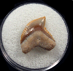 Colorful Galeocerdo mayumbensis tooth for sale | Buried Treasure Fossils