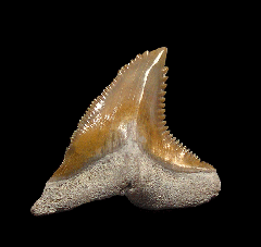 Real Florida Hemipristis tooth for sale | Buried Treasure Fossils