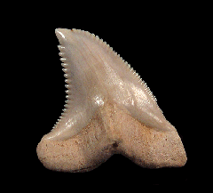 Real Florida Hemipristis tooth for sale | Buried Treasure Fossils