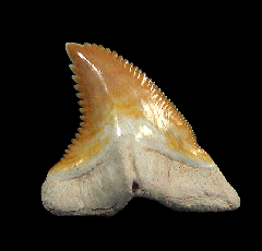 Real Florida Hemipristis tooth for sale | Buried Treasure Fossils