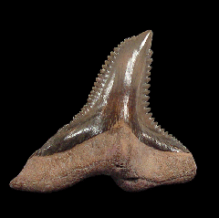Bone Valley Hemipristis shark tooth for sale | Buried Treasure Fossils