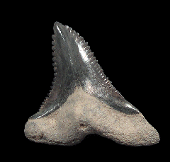 Real Florida Hemipristis tooth for sale | Buried Treasure Fossils