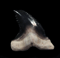Real Bone Valley Hemipristis tooth for sale | Buried Treasure Fossils