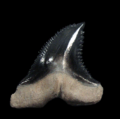 Real Florida Hemipristis tooth for sale | Buried Treasure Fossils