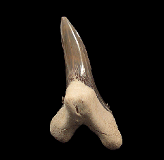 Real Florida Hemipristis tooth for sale | Buried Treasure Fossils