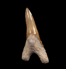 Real Florida Hemipristis tooth for sale | Buried Treasure Fossils