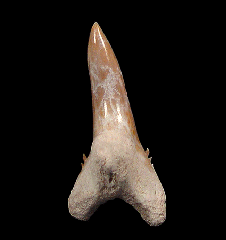 Real Florida Hemipristis tooth for sale | Buried Treasure Fossils