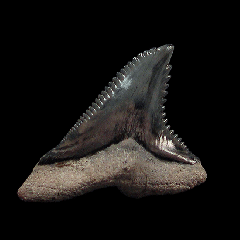 Real Florida Hemipristis tooth for sale | Buried Treasure Fossils