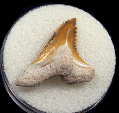 Real Florida Hemipristis tooth for sale | Buried Treasure Fossils