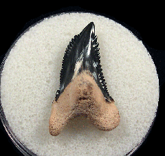 Real Florida Hemi tooth for sale | Buried Treasure Fossils