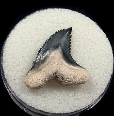 Real Florida Hemipristis tooth for sale | Buried Treasure Fossils