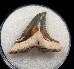 Real Florida Hemipristis tooth for sale | Buried Treasure Fossils