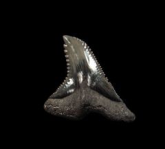 Golden Beach Hemipristis tooth for sale | Buried Treasure Fossils